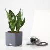My City Plants Sansevieria Cube 16 - Slate