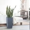 My City Plants Large Plants 3' - 5' Sansevieria Cubico Slate