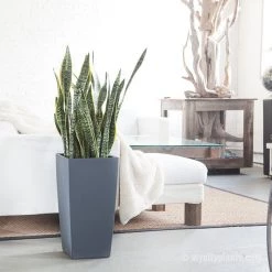 My City Plants Large Plants 3' - 5' Sansevieria Cubico Slate