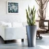My City Plants Sansevieria Delta - Charcoal Metallic