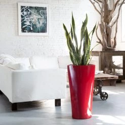 My City Plants Low Light Plants Sansevieria Delta - Red