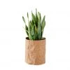 My City Plants Sansevieria Trendcover 23 - Dark Cork Medium/Small Plants 1' - 2'