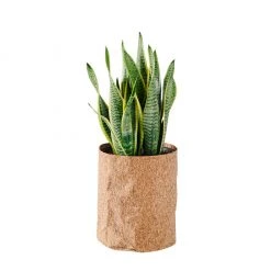 My City Plants Sansevieria Trendcover 23 - Dark Cork Medium/Small Plants 1' - 2'