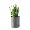 My City Plants Sansevieria Trendcover 23 - Dark Gray