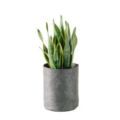 My City Plants Sansevieria Trendcover 23 - Dark Gray