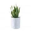 My City Plants Sansevieria Trendcover 23 - Light Gray Medium/Small Plants 1' - 2'