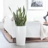 My City Plants Sansevieria Rondo White