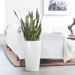 My City Plants Sansevieria Rondo White