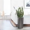 My City Plants Large Plants 3' - 5' Sansevieria Rondo Charcoal Metallic