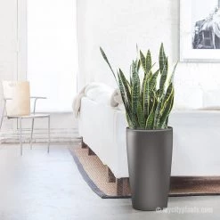 My City Plants Large Plants 3' - 5' Sansevieria Rondo Charcoal Metallic
