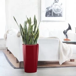 My City Plants Large Plants 3' - 5' Sansevieria Rondo Red