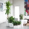 My City Plants Startup Bundle White Low Light Plants