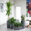 My City Plants Low Light Plants Startup Bundle Charcoal Metallic