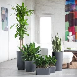 My City Plants Low Light Plants Startup Bundle Charcoal Metallic