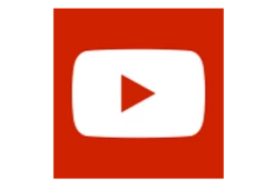 My City Plants Rubber Plant Bush Rondo - White Large Plants 3' - 5'