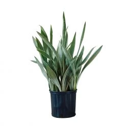 My City Plants Sansevieria Sayuri In 10" Nursery Pot Large Plants 3' - 5'