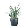 My City Plants Sansevieria Sayuri Classico - Charcoal Metallic