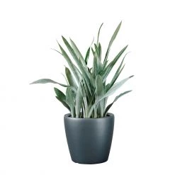 My City Plants Sansevieria Sayuri Classico - Charcoal Metallic
