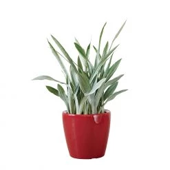 My City Plants Large Plants 3' - 5' Sansevieria Sayuri Classico - Red