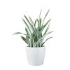 My City Plants Sansevieria Sayuri Classico - White Large Plants 3' - 5'