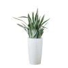 My City Plants Sansevieria Sayuri Rondo - White Large Plants 3' - 5'