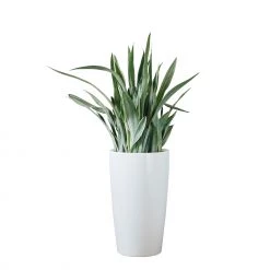 My City Plants Sansevieria Sayuri Rondo - White Large Plants 3' - 5'