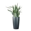 My City Plants Sansevieria Sayuri Rondo - Charcoal Metallic