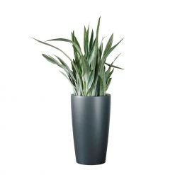 My City Plants Sansevieria Sayuri Rondo - Charcoal Metallic