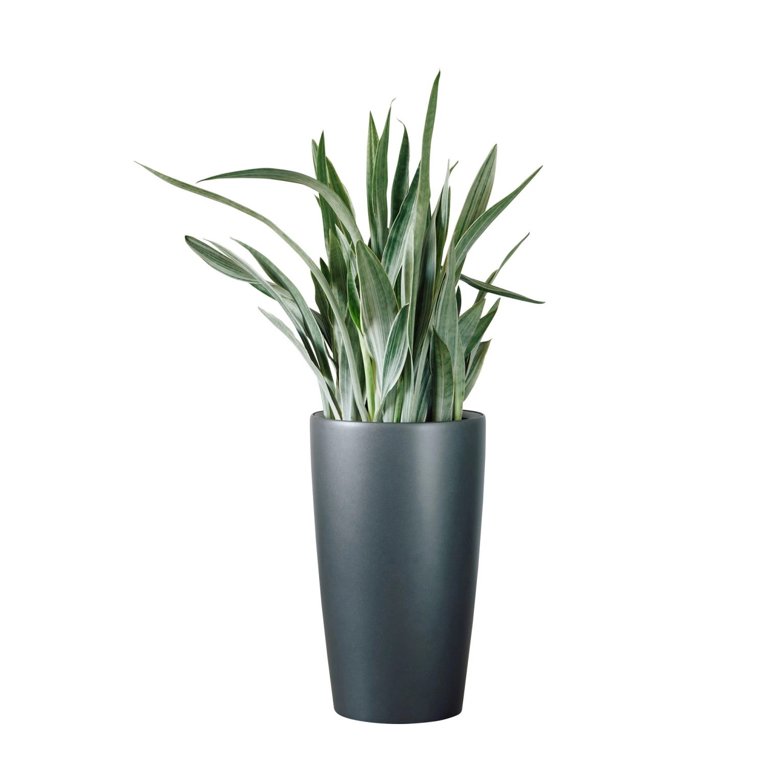 My City Plants Sansevieria Sayuri Rondo - Charcoal Metallic
