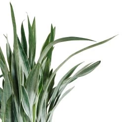 My City Plants Sansevieria Sayuri Rondo - Charcoal Metallic