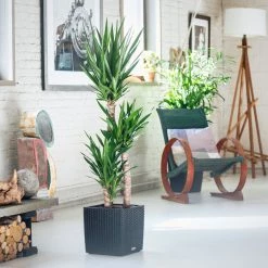 My City Plants Yucca Plant Cube Cottage - Granite