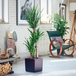 My City Plants Yucca Plant Cube Cottage - Mocha Large Plants 3' - 5'