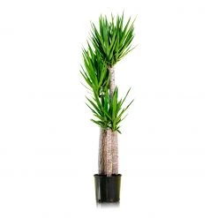 My City Plants Large Plants 3' - 5' Yucca Plant In 10" Nursery Pot
