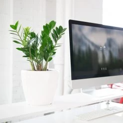 My City Plants ZZ Plant Classico Mini White