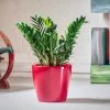 My City Plants ZZ Plant Classico Red