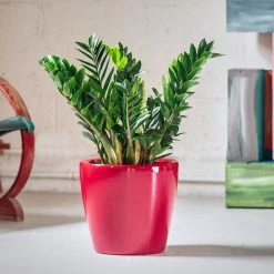 My City Plants ZZ Plant Classico Red
