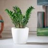 My City Plants ZZ Plant Classico - White