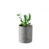 My City Plants ZZ Plant Trendcover 23 - Dark Gray