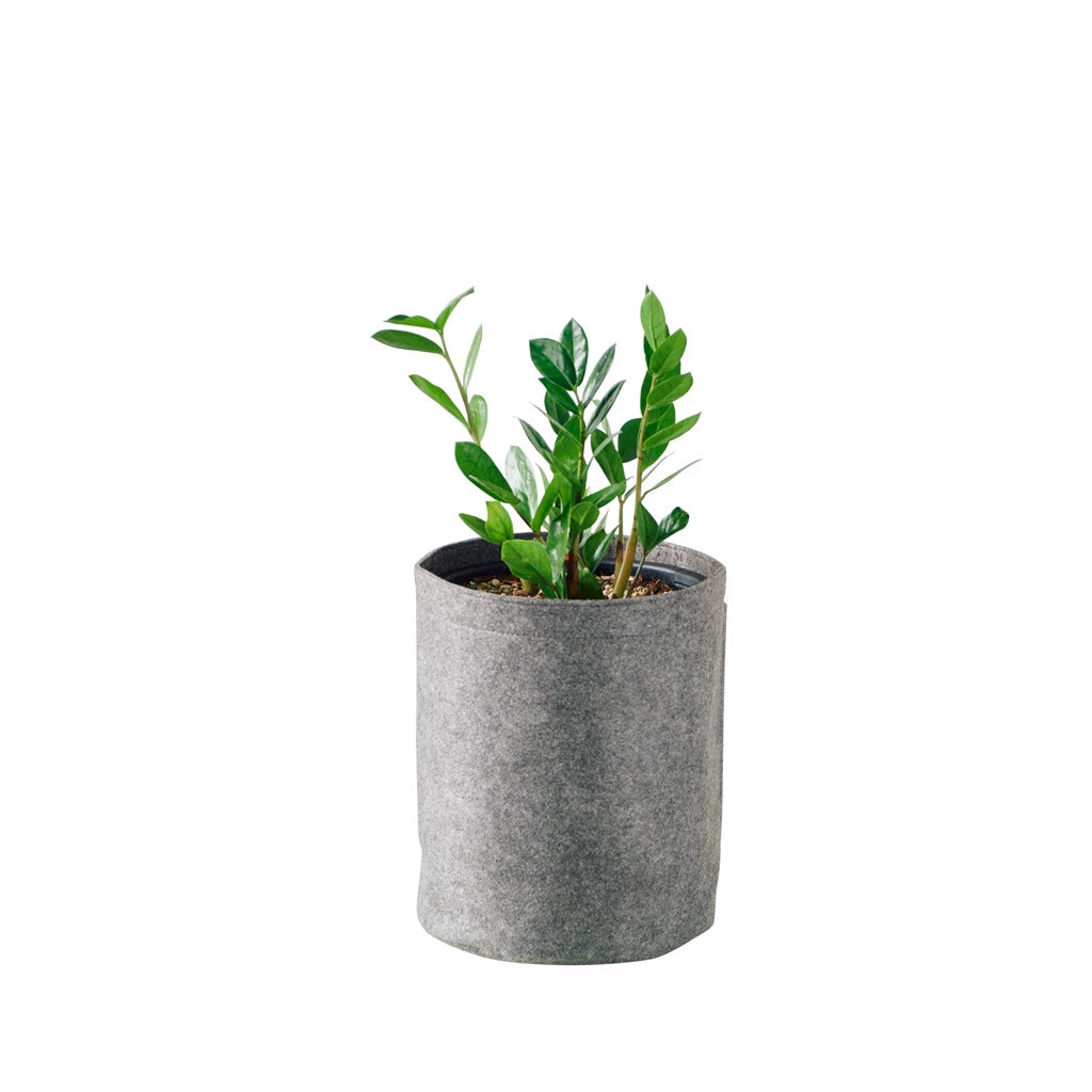 My City Plants ZZ Plant Trendcover 23 - Dark Gray