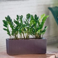 My City Plants Medium/Small Plants 1' - 2' ZZ Plant Balconera Cottage - Mocha