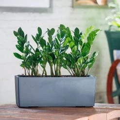 My City Plants Medium/Small Plants 1' - 2' ZZ Plant Balconera - Slate