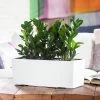 My City Plants Medium/Small Plants 1' - 2' ZZ Plant Balconera - White