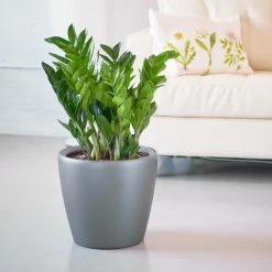 My City Plants Large Plants 3' - 5' ZZ Plant Classico Charcoal Metallic