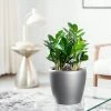 My City Plants Medium/Small Plants 1' - 2' ZZ Plant Classico Mini Charcoal Metallic