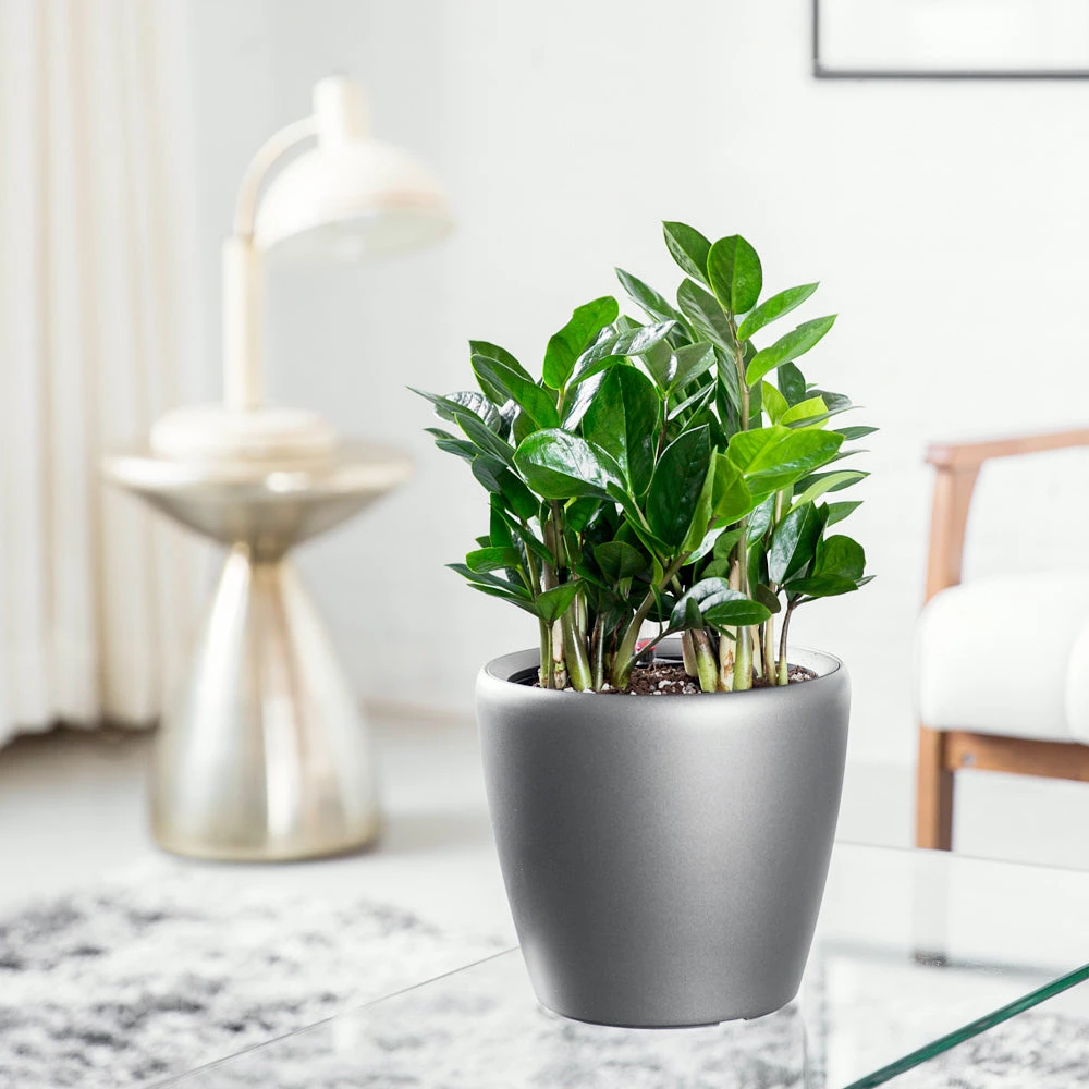 My City Plants Medium/Small Plants 1' - 2' ZZ Plant Classico Mini Charcoal Metallic