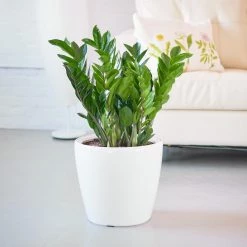 My City Plants ZZ Plant Classico - White