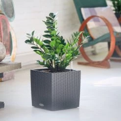 My City Plants ZZ Plant Cube Cottage - Granite