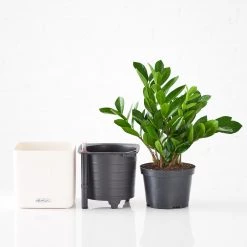 My City Plants ZZ Plant Cube 16 - White Low Light Plants