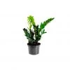My City Plants ZZ Plant In 6" Nursery Pot