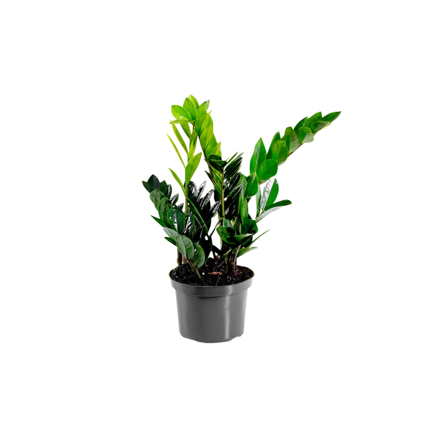 My City Plants ZZ Plant In 6" Nursery Pot